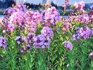 Obraz premium purple and white flowers