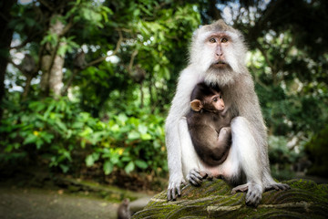 Mother Monkey With Her Cute Baby In Nature Of Bali.