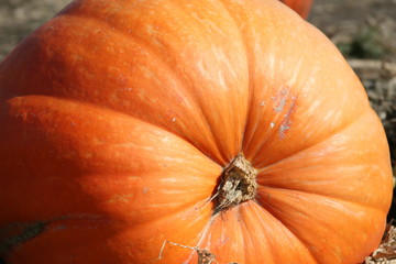 Big orange pumpkin in pumpkin patch Halloween Thanksgiving in October and November