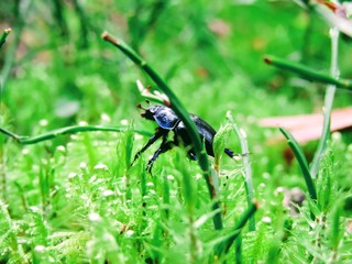 green bug on a leaf