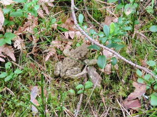 frog sitting on a grass