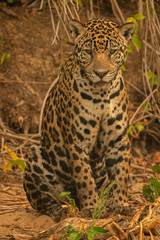 Naklejka na ściany i meble Face to face with the jaguar