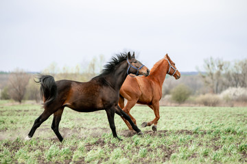 Beautiful horses gallop across the green field