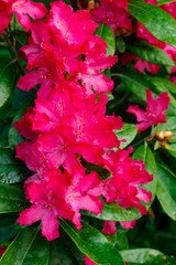 Pink rhododendron flowers in the park, Finland