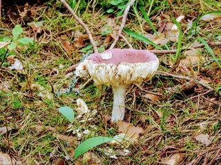 mushroom in the forest