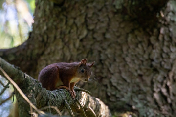 squirrel in a tree