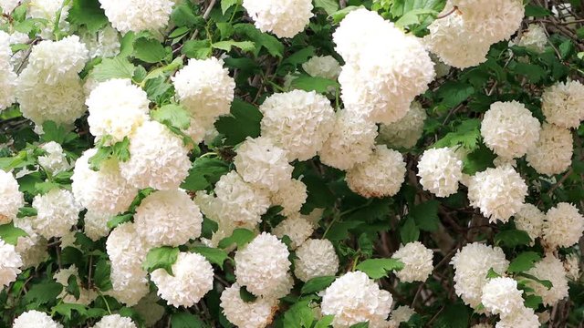 viburnum opulus flowering in spring, snowball
