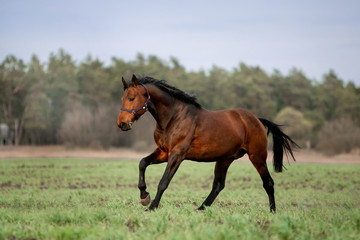 Naklejka na ściany i meble Beautiful horses gallop across the green field
