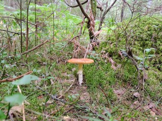 mushrooms in the forest