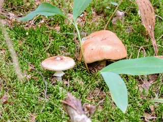 mushrooms in the forest
