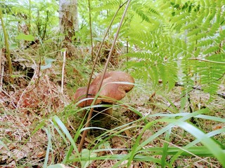 mushroom in the grass