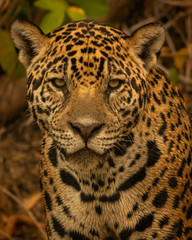 Face to face with the jaguar