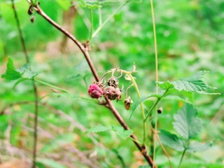 berry