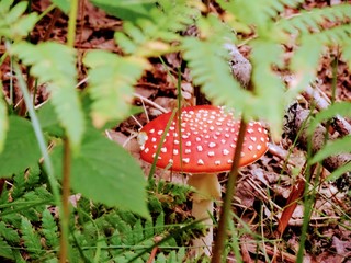 fly agaric mushroom