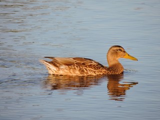 duck on the water