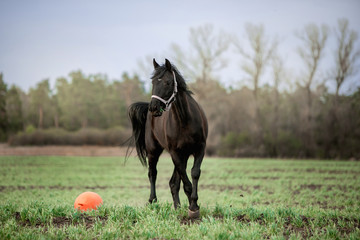 Beautiful horses gallop across the green field
