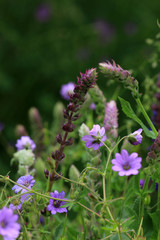 Naturnahe Gärten mit Wildblumen