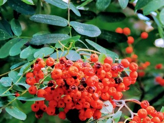 red berries on a bush