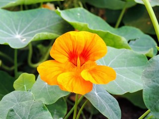 orange hibiscus flower