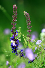 Naturnahe Gärten mit Wildblumen