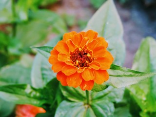 orange dahlia flower