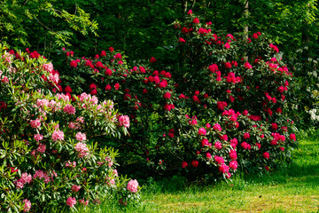 Bush with pink rhododendron flowers in the park, Finland