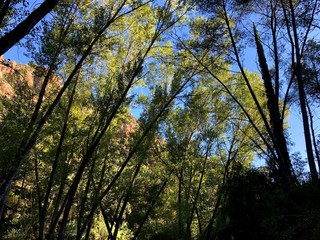 Precioso Benitandus Castellon