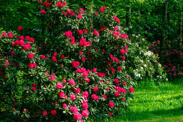 Bush with pink rhododendron flowers in the park, Finland