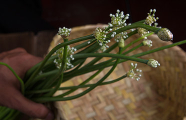 Spring Onion with flowers