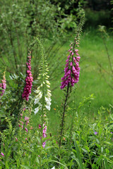 Naturnahe Gärten mit Wildblumen