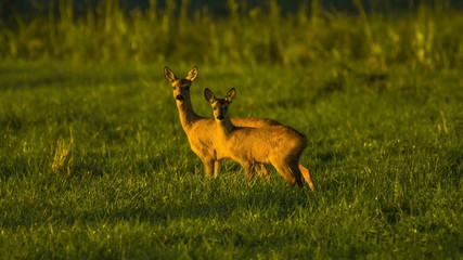 Roe deer (Capreolus)
