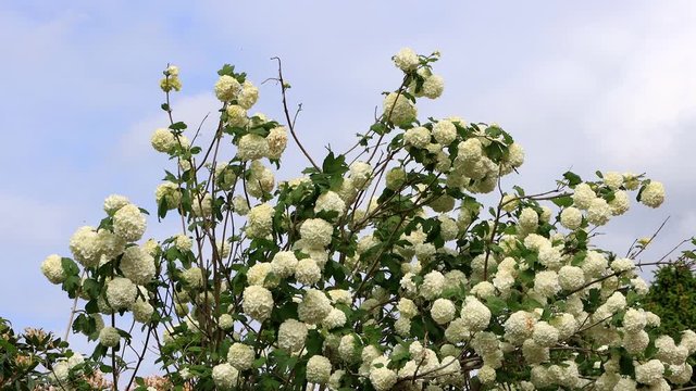 viburnum opulus flowering in spring, snowball
