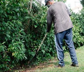 Photograph of a man, dressed as a gardener, doing his job in a garden with a rake