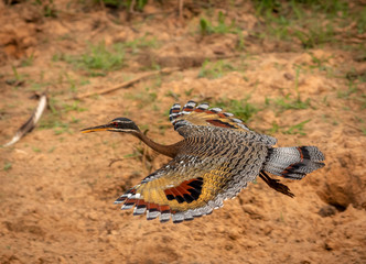 Obraz premium Sunbittern