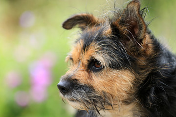 Terrier-Mischling