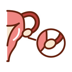 human body ovary anatomy organ health line and fill icon