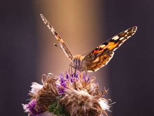 Swalowtail butterfly sitting on the purple thistle flower. Nature sunset background with insect....