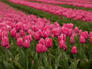 Obraz premium Carpet of pink tulips in bloom on tulip field, Trzcinisko, Poland