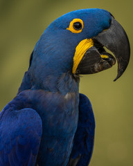 Bluew macaw smiling