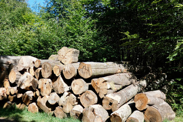 tronc d'arbres coupés énergie renouvelable 