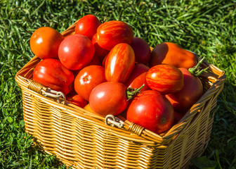 Fresh tomato in a basket on green grass. Selective focus.