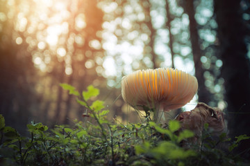 Toadstool, close up of poisonous mushroom in the forest