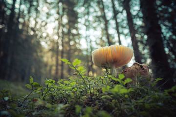 Toadstool, close up of poisonous mushroom in the forest