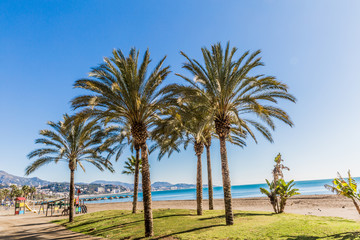 Fototapeta na wymiar Oasis with green grass and palm trees on the beach, wonderful sunny day with a blue sky in Malaga Spain