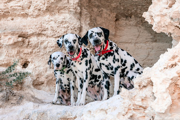 Portrait of three beautiful young Dalmatian dogs sitting in a cave .Selective focus