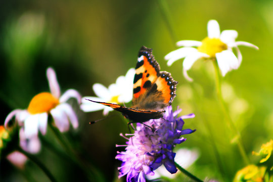 bright butterfly on a lilac flower