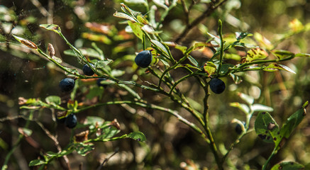 Forest berry blueberry. Picking berries with hands in the forest. Healthy eating.