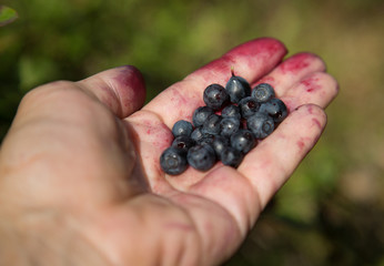 Naklejka na ściany i meble Forest berry blueberry. Picking berries with hands in the forest. Healthy eating.