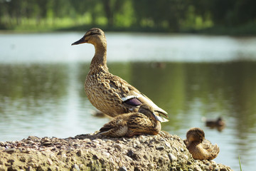 a duck stands on the coast
