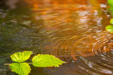 leaf in water